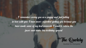 Birthday Wishes With Dogs