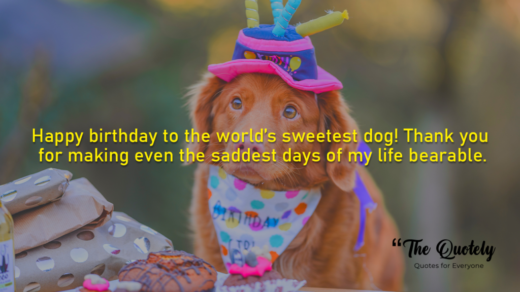 happy birthday for dogs