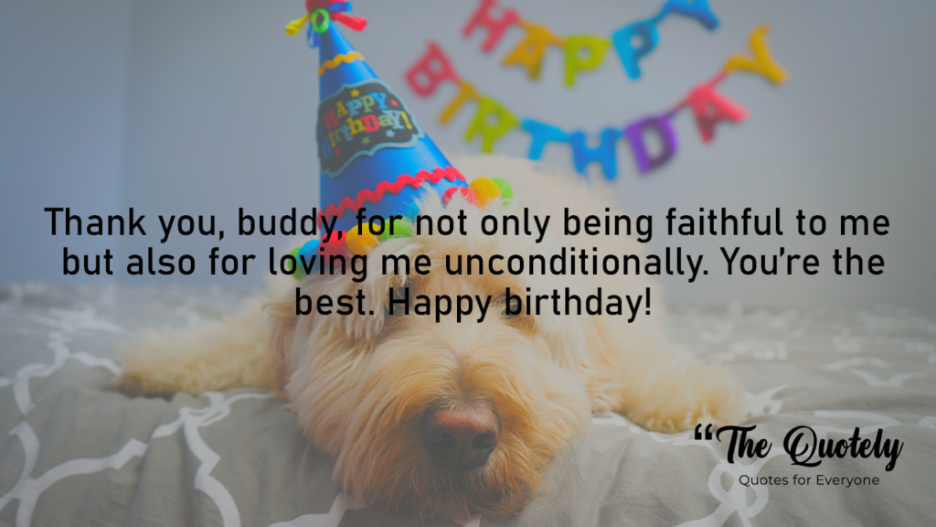 happy birthday to my dog
