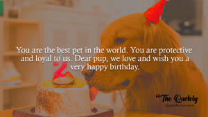heart touching dog quotes