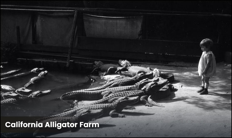 California Alligator Farm