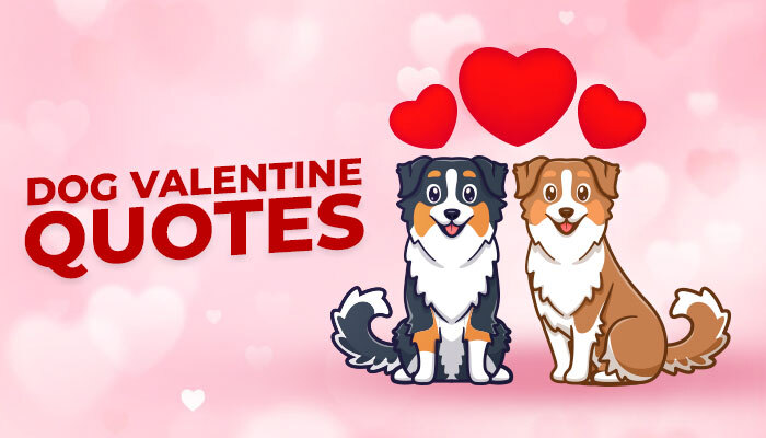 Dog Valentine Quotes