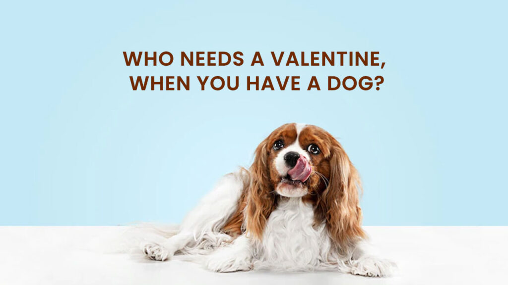 dog valentine's day captions
