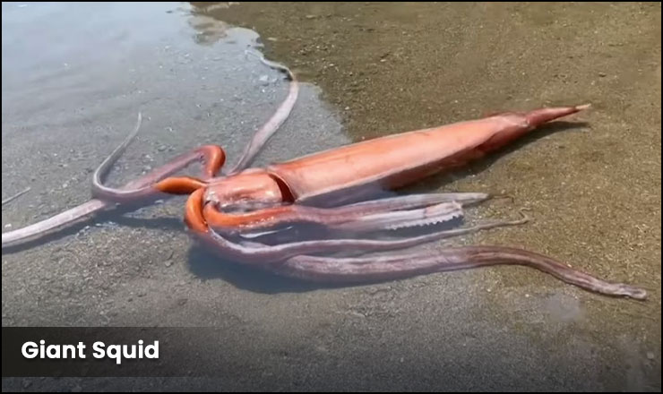 The Giant Squid