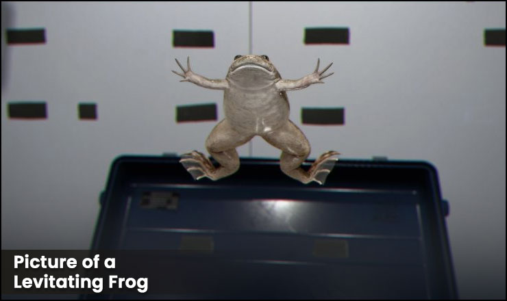 A Picture of a Levitating Frog
