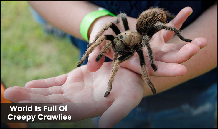 The World Is Full Of Creepy Crawlies